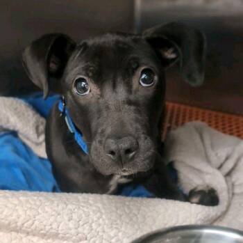 Black Labrador Retriever Dogs Available for Adoption in Beech Island, South Carolina - Molly | PetCurious