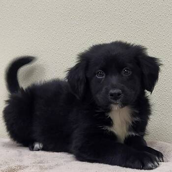 Border Collie and Black Labrador Retriever Dogs Available for Adoption in Marion, Mississippi - Spike | PetCurious