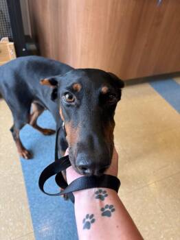 Heidi -  Doberman Pinscher Dog for Adoption in Little Elm, Texas - Heidi | PetCurious