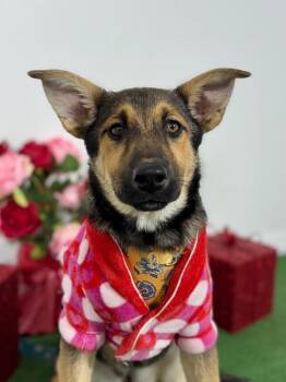 German Shepherd Dog and Belgian Shepherd Malinois Dogs Available for Adoption - Jewels | PetCurious