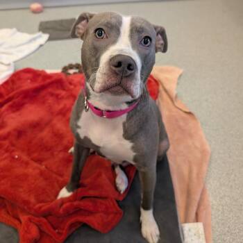 Mixed Breed Dogs Available for Adoption - Caribe | PetCurious