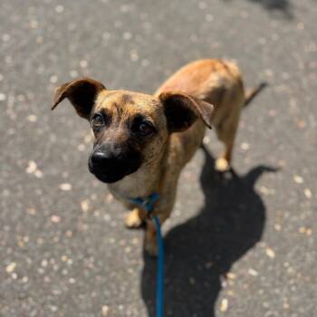 Chihuahua and Mixed Breed Dogs Available for Adoption in Newberg, Oregon - Rayito | PetCurious