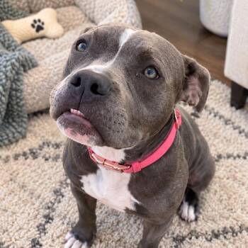 Meatball (Lucy) - Sweet Cuddle Bug, Brave, Affectionate and Grea -  Pit Bull Terrier and Terrier Dog for Adoption in Houston, Texas - Meatball (Lucy) - Sweet Cuddle Bug, Brave, Affectionate And Grea | PetCurious