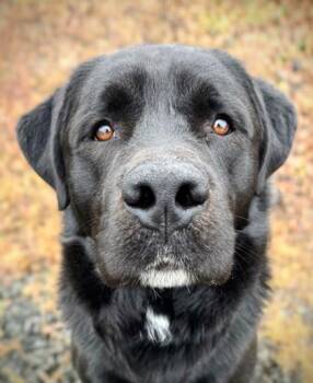Otter -  Labrador Retriever and Mixed Breed Dog for Adoption in Portola, California - Otter | PetCurious