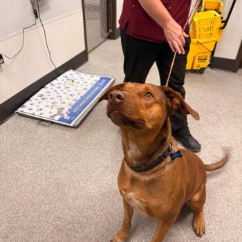 Red -  Catahoula Leopard Dog and Cattle Dog Dog for Adoption in Durango, Colorado - Red | PetCurious