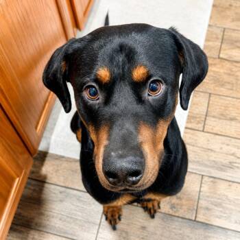 Labrador Retriever and Rottweiler Dogs Available for Adoption in Longview, Texas - Ace | PetCurious