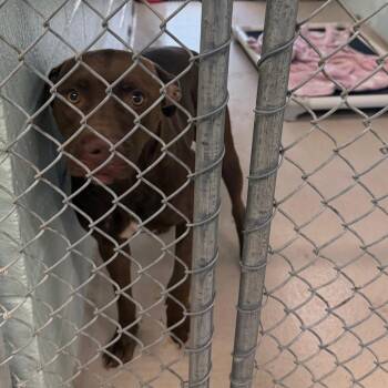 S64124 -  Pit Bull Terrier and Mixed Breed Dog for Adoption in Newark, New Jersey - S64124 | PetCurious