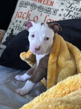 Twister -  Mixed Breed Dog for Adoption - Twister | PetCurious