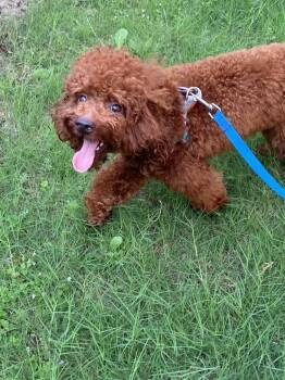 Rescue Poodle Dogs for Adoption in Toronto, Ontario - Cooper | PetCurious