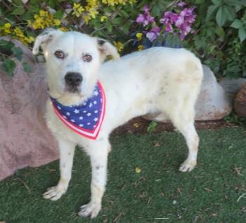 MARTHA -  Pit Bull Terrier and Border Collie Dog for Adoption in Oklahoma City, Oklahoma - MARTHA | PetCurious