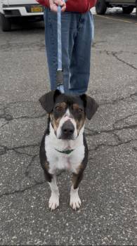 Beagle Dogs Available for Adoption - Jet | PetCurious