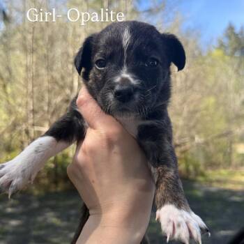 Border Collie Dogs Available for Adoption in Tacoma, Washington - Opalite | PetCurious