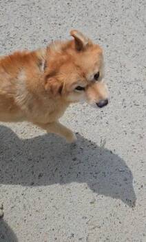 Shiba Inu Dogs Available for Adoption - Pringles | PetCurious