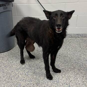 Lady GaGa -  Mixed Breed Dog for Adoption in Greenville, South Carolina - Lady GaGa | PetCurious