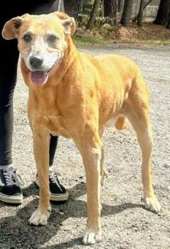 Labrador Retriever and Rhodesian Ridgeback Dogs Available for Adoption - Hershey 2.0 | PetCurious