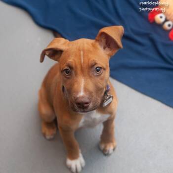 Sammy -  Mixed Breed Dog for Adoption in Ridgefield, Connecticut - Sammy | PetCurious