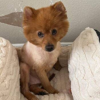 COOPER -  Pomeranian Dog for Adoption in San Juan Capistrano, California - COOPER | PetCurious