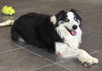 Rescue Australian Shepherd Dogs for Adoption in North Richland Hills, Texas - ARPH #14646 - Mick | PetCurious