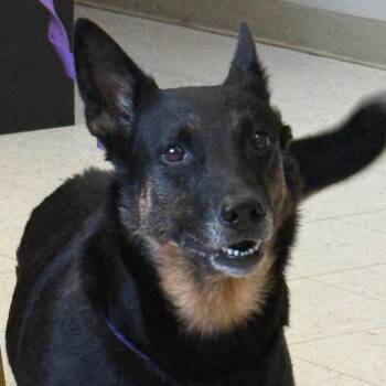 Pheonix -  Shepherd Dog for Adoption in Jacksonville, Arkansas - Pheonix | PetCurious