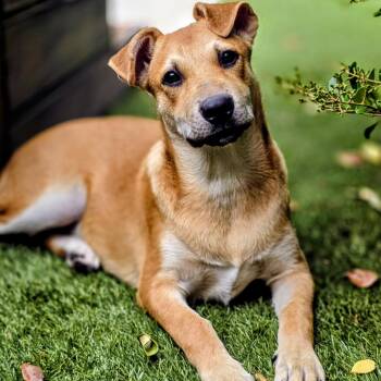 Muffin -  Labrador Retriever and Great Pyrenees Dog for Adoption in Krum, Texas - Muffin | PetCurious