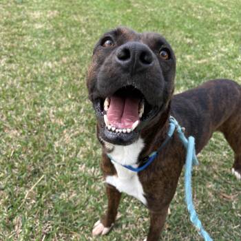 Boxer Dogs Available for Adoption - Whiskey | PetCurious