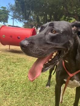 Rescue Great Dane Dogs for Adoption in Naranjito, Naranjito - Athenas | PetCurious