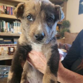 Catahoula Leopard Dog Dogs Available for Adoption - Brandon | PetCurious