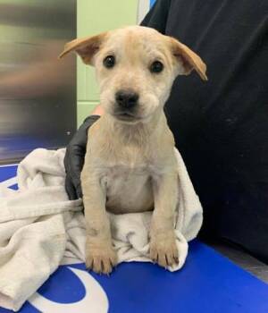 Cattle Dog and Mixed Breed Dogs Available for Adoption - Volkswagon | PetCurious