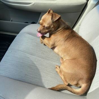 Mahoney -  Pug and Chihuahua Dog for Adoption in Greensboro, North Carolina - Mahoney | PetCurious