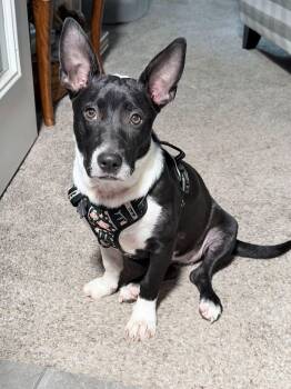 Dottie -  Basset Hound Dog for Adoption in Little Rock, Arkansas - Dottie | PetCurious