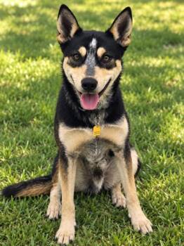 Max -  Mixed Breed Dog for Adoption in Hamilton, Ohio - Max | PetCurious