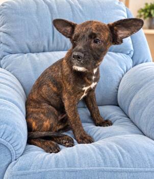 Nutella -  Border Terrier and Mixed Breed Dog for Adoption in St. Augustine, Florida - Nutella | PetCurious