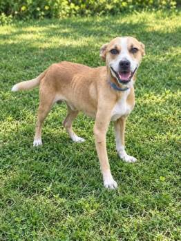 Max -  Terrier and Mixed Breed Dog for Adoption in Palm Coast, Florida - Max | PetCurious