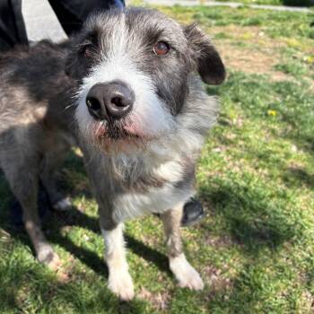 Mixed Breed Dogs Available for Adoption in East Hanover, New Jersey - Benji | PetCurious