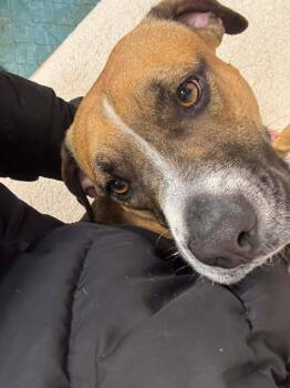 Willa $400 -  Boxer and Mixed Breed Dog for Adoption in West Milwaukee, Wisconsin - Willa $400 | PetCurious