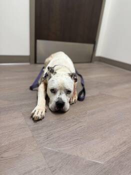 Emelia -  Pit Bull Terrier Dog for Adoption in Columbus, Ohio - Emelia | PetCurious