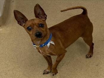 UNCLE BUCK -  Chihuahua Dog for Adoption in Derwood, Maryland - UNCLE BUCK | PetCurious