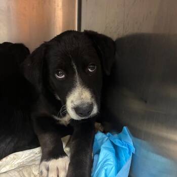 Savage -  Mixed Breed Dog for Adoption in Corbin, Kentucky - Savage | PetCurious