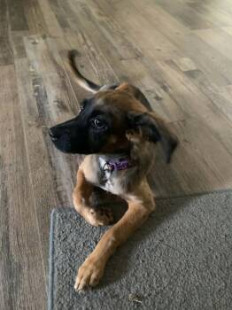 Molly -  Australian Shepherd and German Shepherd Dog Dog for Adoption in Gillsville, Georgia - Molly | PetCurious