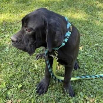 Eagle -  Cane Corso Dog for Adoption in Phoenixville, Pennsylvania - Eagle | PetCurious