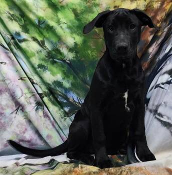 American Bulldog and Labrador Retriever Dogs Available for Adoption - 260094  Brandy | PetCurious