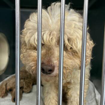 Buddy -  Miniature Poodle Dog for Adoption in Northbrook, Illinois - Buddy | PetCurious
