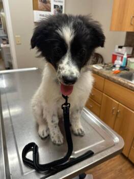 Australian Shepherd Dogs Available for Adoption in Ontario, California - Bravon | PetCurious