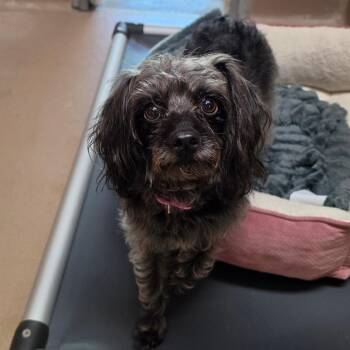 Tay Tay -  Miniature Poodle and Mixed Breed Dog for Adoption - Tay Tay | PetCurious