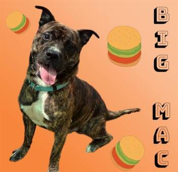 BIG MAC -  Pit Bull Terrier and Boxer Dog for Adoption in Sarasota, Florida - BIG MAC | PetCurious