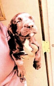 Logan - P -  American Bulldog and Mixed Breed Dog for Adoption in Daytona Beach, Florida - Logan - P | PetCurious