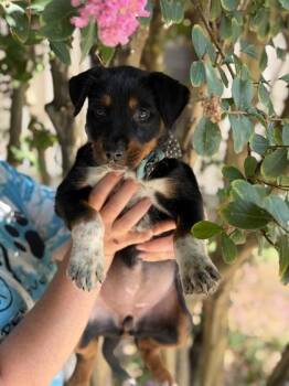 Brandy -  German Shepherd Dog and Mixed Breed Dog for Adoption in Morton Grove, Illinois - Brandy | PetCurious