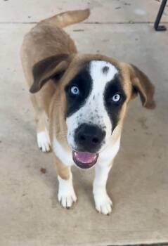 Sully -  Saint Bernard Dog for Adoption in Monroe, North Carolina - Sully | PetCurious