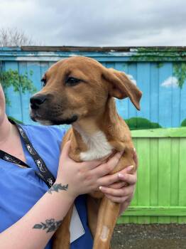 Mastiff and Labrador Retriever Dogs Available for Adoption in Bolton, Ontario - Jocelyn | PetCurious