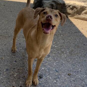 Mixed Breed Dogs Available for Adoption - Star Crunch | PetCurious